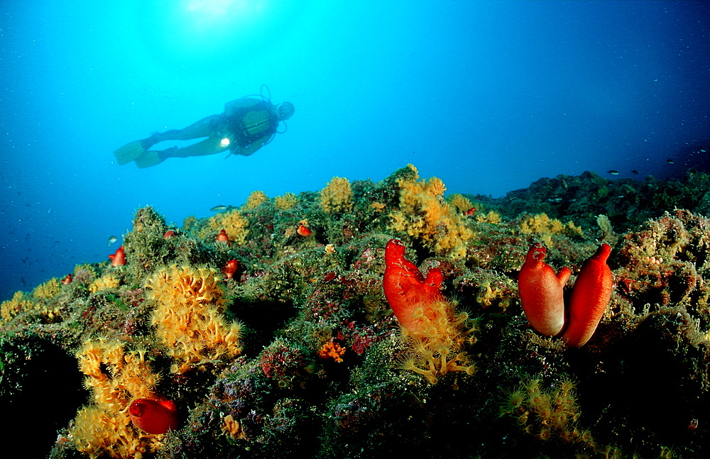 Scuba diver, Croatia, Istria, Mediterranean Sea