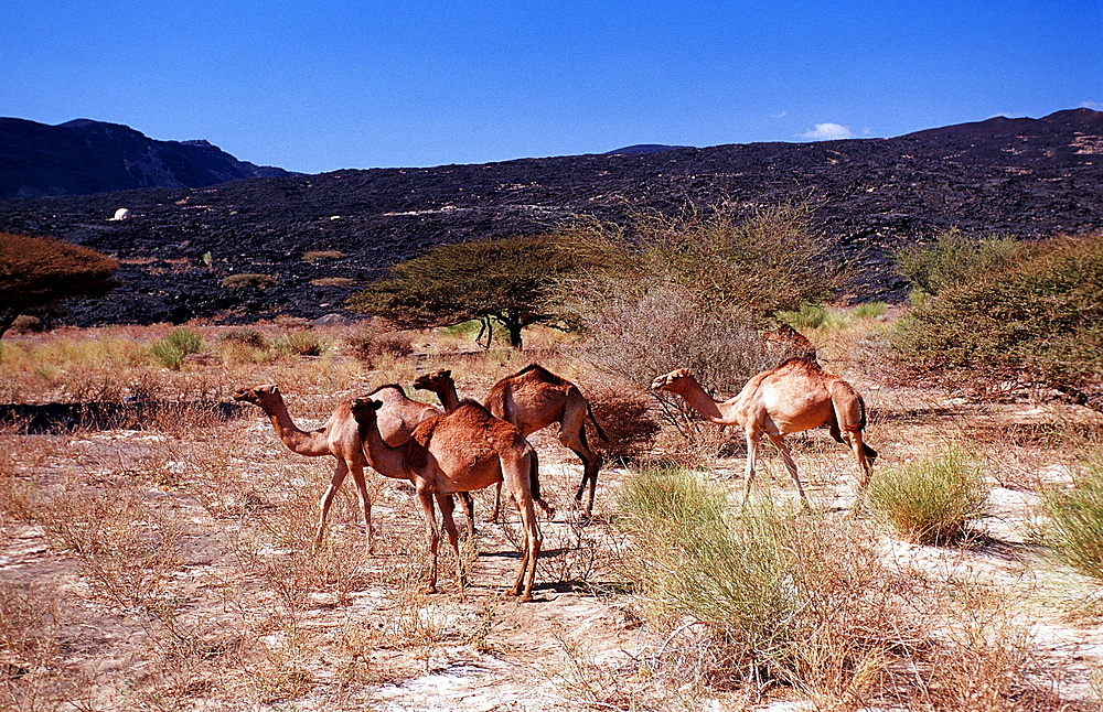 Dromedaries, Camelus dromedarius, Djibouti, Djibuti, Africa, Afar Triangle