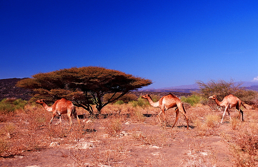 Dromedaries, Camelus dromedarius, Djibouti, Djibuti, Africa, Afar Triangle