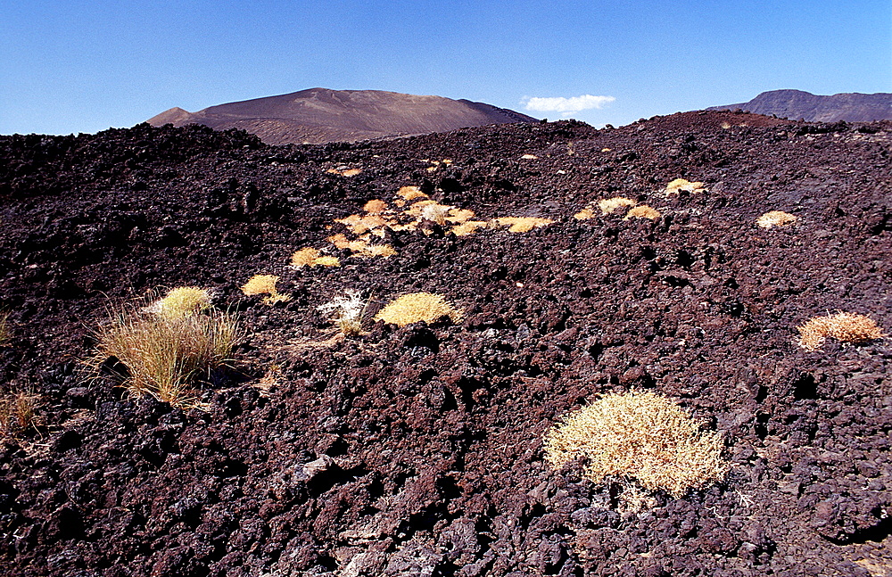 Plants in the desert, Djibouti, Djibuti, Africa, Afar Triangle