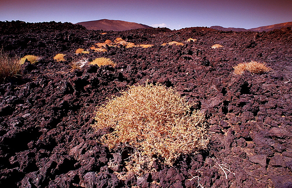 Plants in the desert, Djibouti, Djibuti, Africa, Afar Triangle