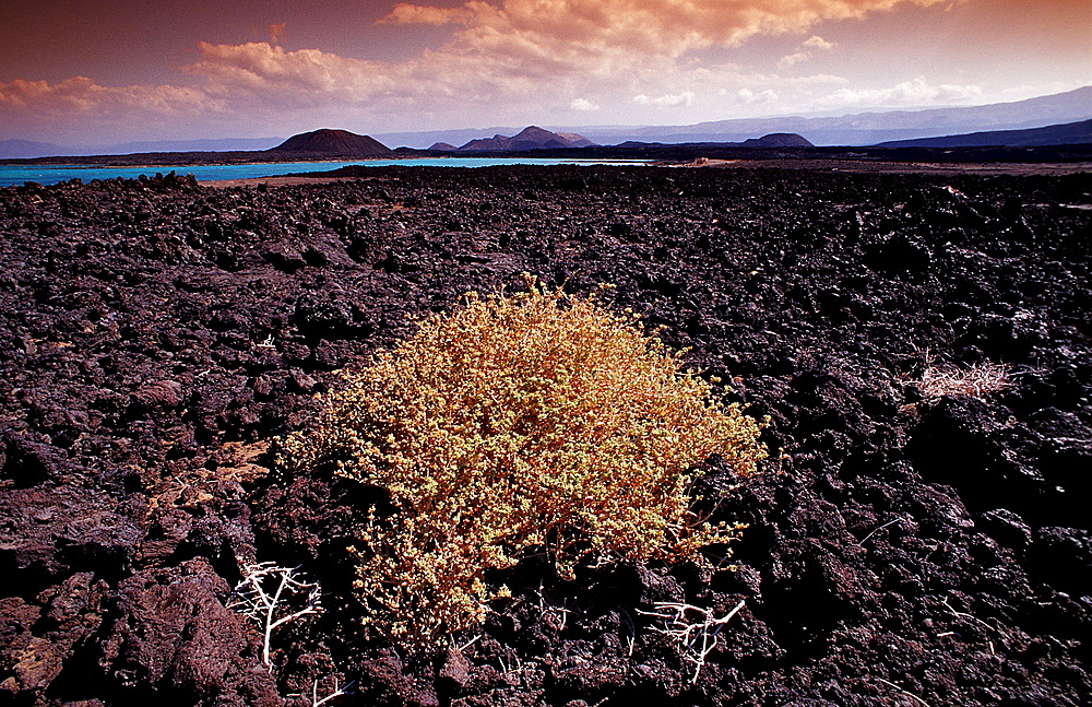 Plants in the desert, Djibouti, Djibuti, Africa, Afar Triangle