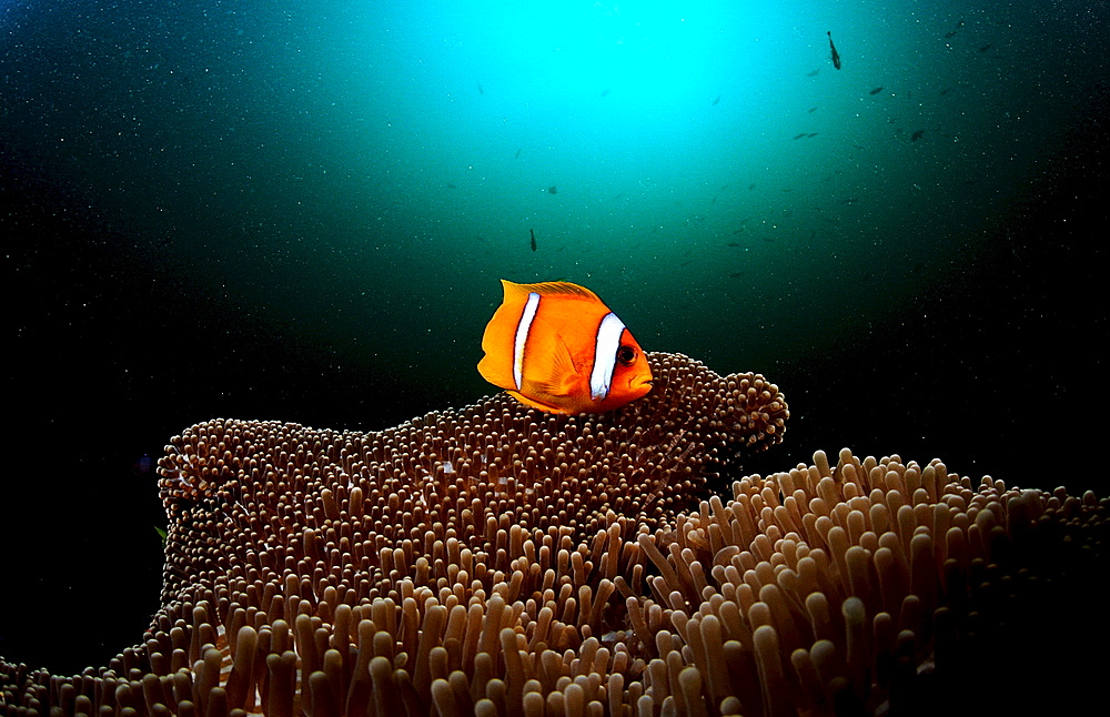 Twobar anemone fish, Amphiprion bicinctus, Djibouti, Djibuti, Africa, Afar Triangle, Gulf of Aden, Gulf of Tadjourah