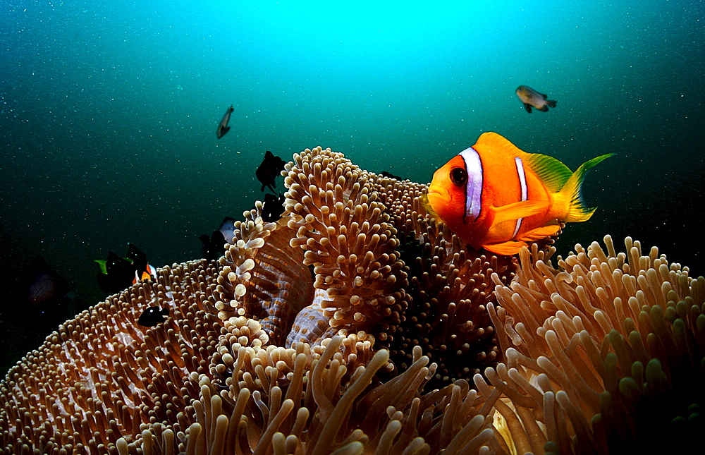 Twobar anemone fish, Amphiprion bicinctus, Djibouti, Djibuti, Africa, Afar Triangle, Gulf of Aden, Gulf of Tadjourah