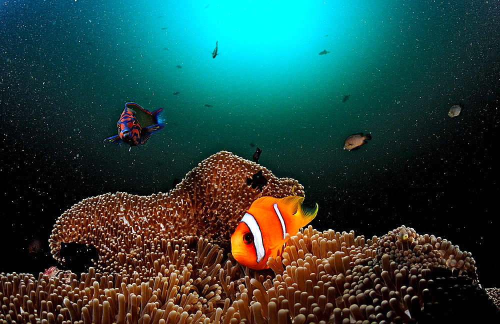 Twobar anemone fish, Amphiprion bicinctus, Djibouti, Djibuti, Africa, Afar Triangle, Gulf of Aden, Gulf of Tadjourah