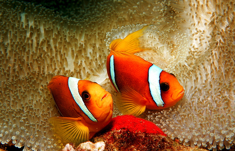 Two Twobar anemone fishes with eggs, Amphiprion bicinctus, Djibouti, Djibuti, Africa, Afar Triangle, Gulf of Aden, Gulf of Tadjourah