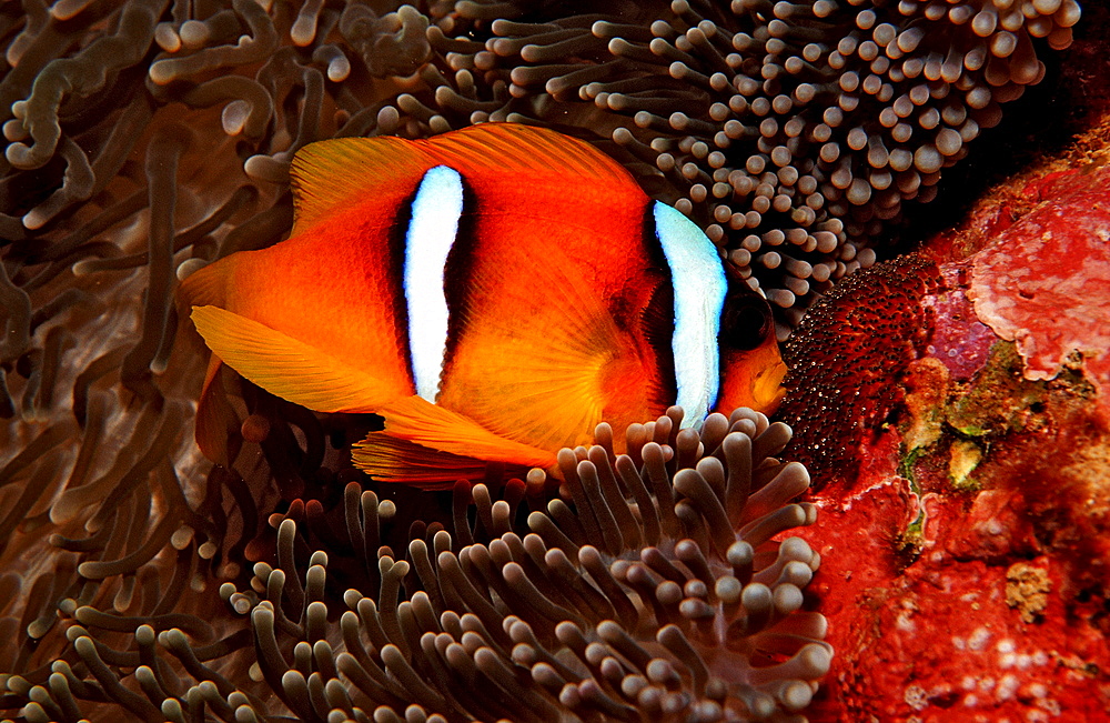 Twobar anemone fishes with eggs, Amphiprion bicinctus, Djibouti, Djibuti, Africa, Afar Triangle, Gulf of Aden, Gulf of Tadjourah