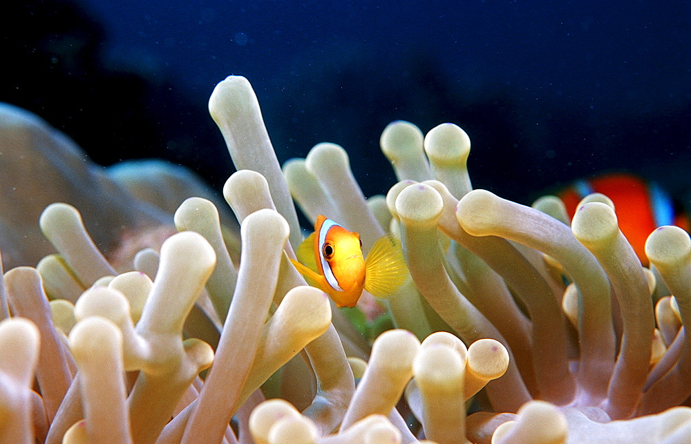 Twobar anemone fish, Amphiprion bicinctus, Djibouti, Djibuti, Africa, Afar Triangle, Gulf of Aden, Gulf of Tadjourah