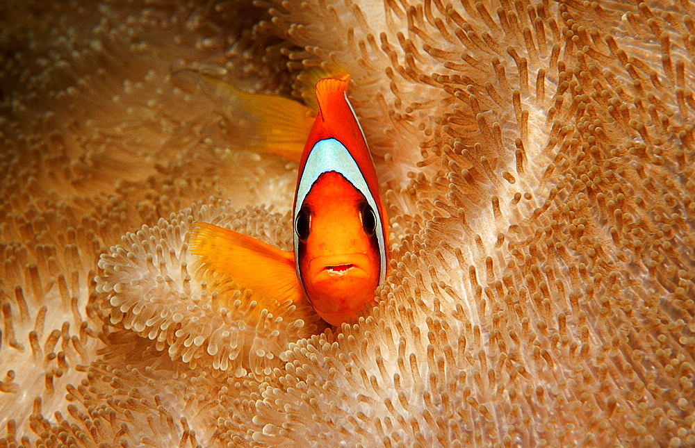 Twobar anemone fish, Amphiprion bicinctus, Djibouti, Djibuti, Africa, Afar Triangle, Gulf of Aden, Gulf of Tadjourah