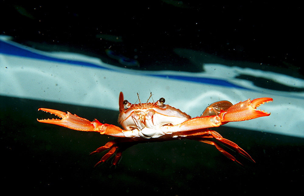 Red-legged Swimming Crab, Portunus convexus, Djibouti, Djibuti, Africa, Afar Triangle, Gulf of Aden, Gulf of Tadjourah