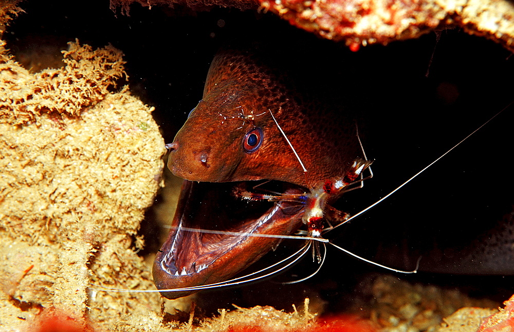 Cleaner shrimp cleaning Yellow-margined moray, Stenopus hispidus, Gymnothorax flavimarginatus, Djibouti, Djibuti, Africa, Afar Triangle, Gulf of Aden, Gulf of Tadjourah