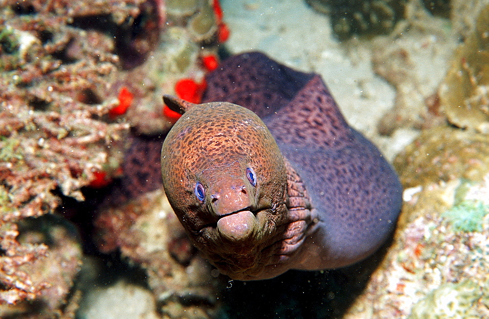 Yellow-margined moray, Gymnothorax flavimarginatus, Djibouti, Djibuti, Africa, Afar Triangle, Gulf of Aden, Gulf of Tadjourah