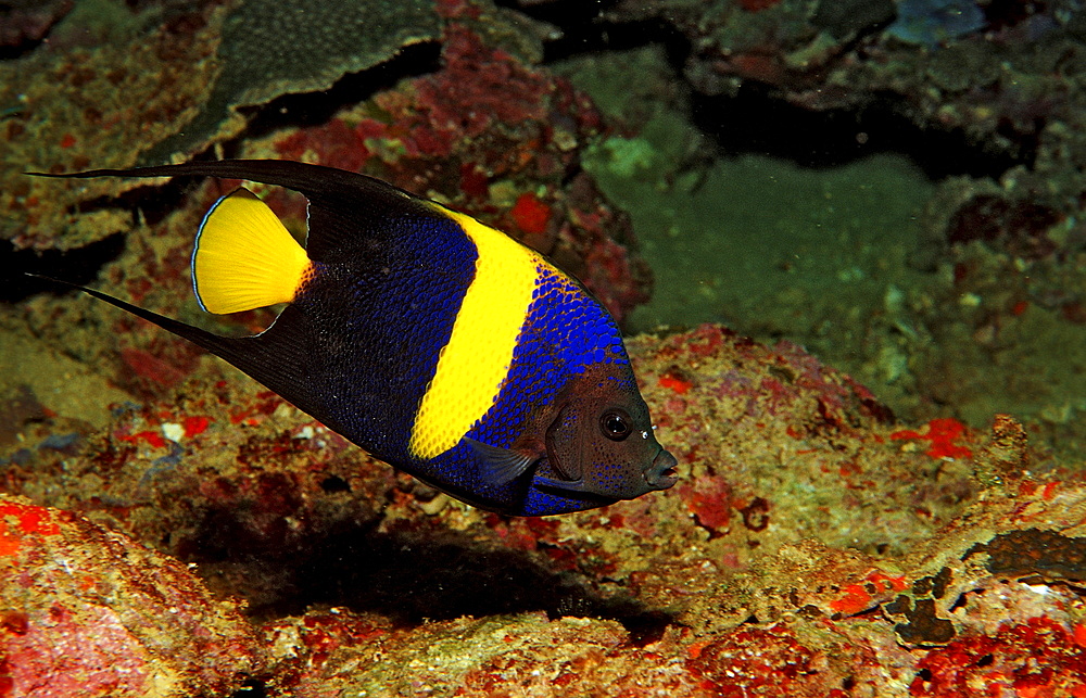 Asfur angelfish, Pomacanthus asfur, Djibouti, Djibuti, Africa, Afar Triangle, Gulf of Aden, Gulf of Tadjourah