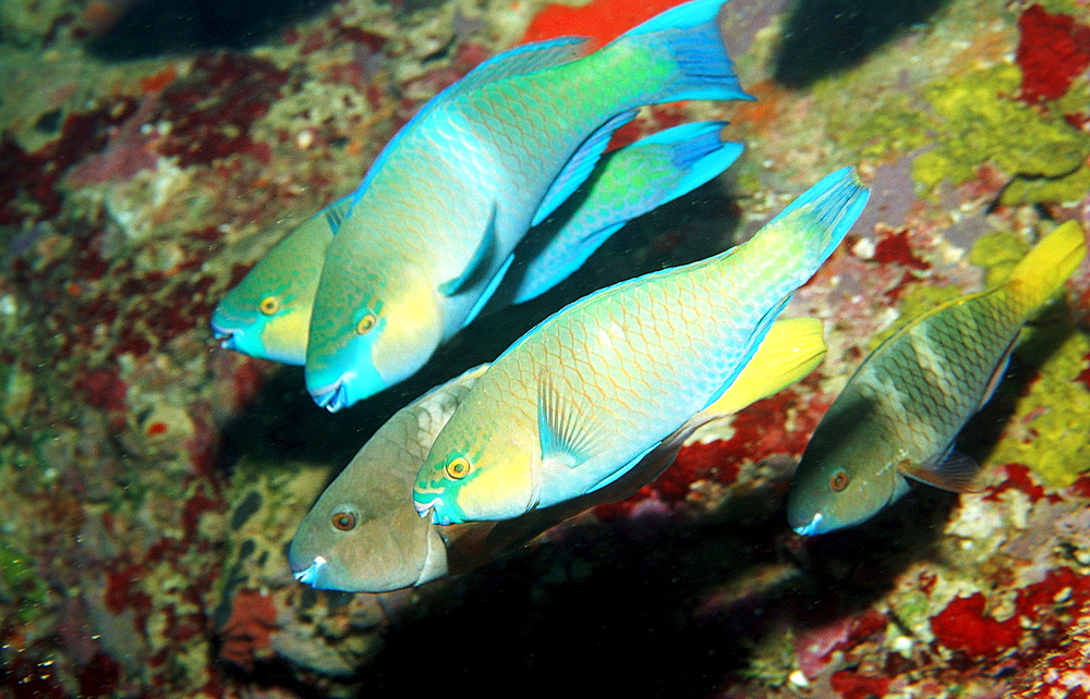 Mating Greentroat parrotfishes, Scarus prasiognathos, Djibouti, Djibuti, Africa, Afar Triangle, Gulf of Aden, Gulf of Tadjourah