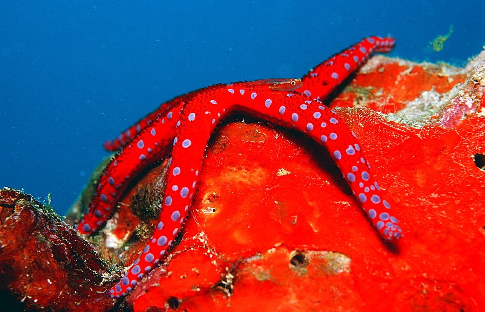 Common ghost goby on Red starfish, Pleurosicya mossambica, Djibouti, Djibuti, Africa, Afar Triangle, Gulf of Aden, Gulf of Tadjourah