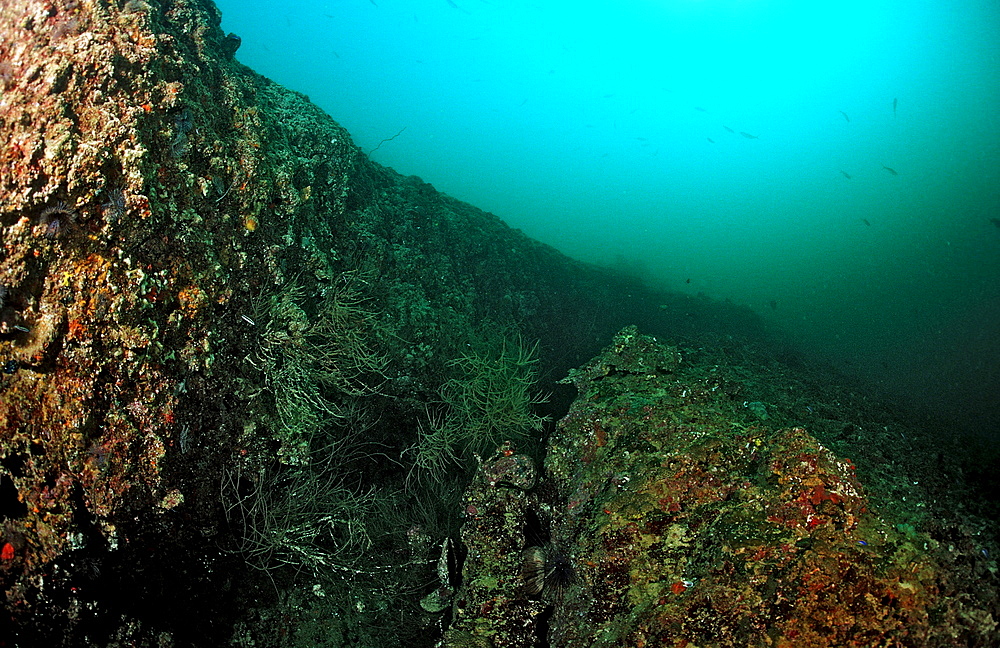 Tectonical rift underwater, Djibouti, Djibuti, Africa, Afar Triangle, Gulf of Aden, Gulf of Tadjourah