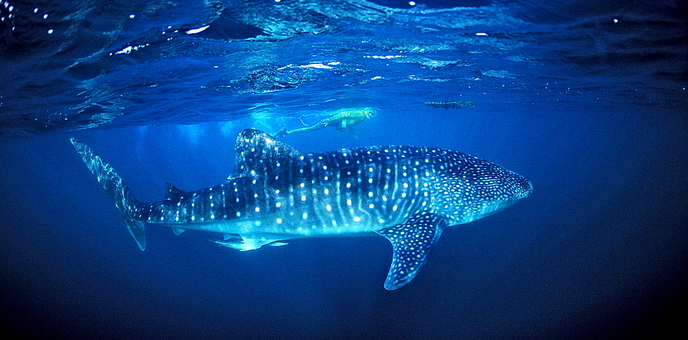 Whale shark, Rhincodon thypus, Djibouti, Djibuti, Africa, Afar Triangle, Gulf of Aden, Gulf of Tadjourah