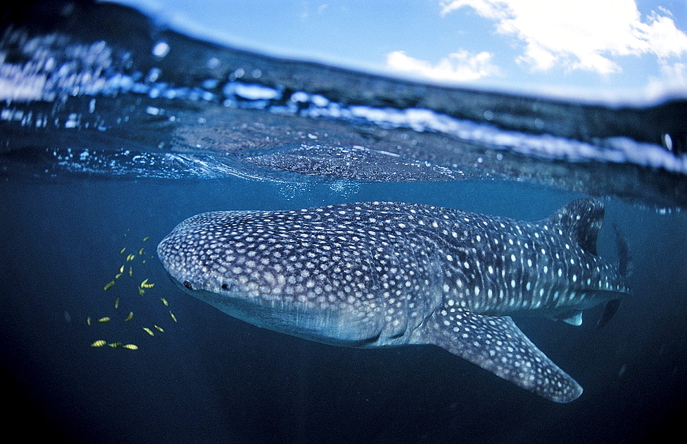 Whale shark, Rhincodon thypus, Djibouti, Djibuti, Africa, Afar Triangle, Gulf of Aden, Gulf of Tadjourah