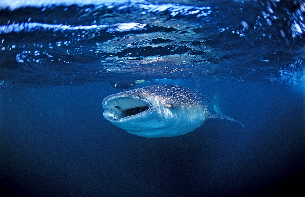 Eating Whale shark, Rhincodon thypus, Djibouti, Djibuti, Africa, Afar Triangle, Gulf of Aden, Gulf of Tadjourah