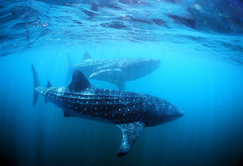 Two Whale sharks, Rhincodon thypus, Djibouti, Djibuti, Africa, Afar Triangle, Gulf of Aden, Gulf of Tadjourah