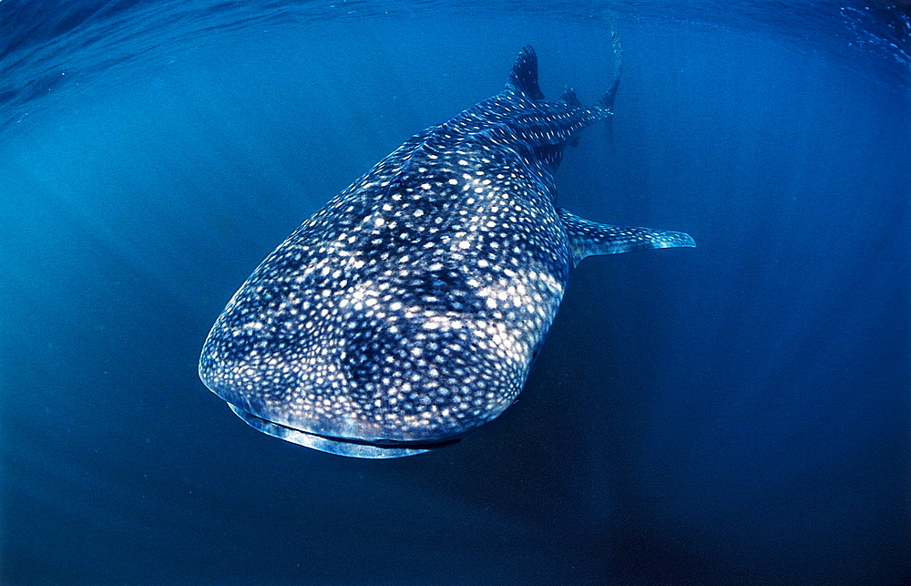 Whale shark, Rhincodon thypus, Djibouti, Djibuti, Africa, Afar Triangle, Gulf of Aden, Gulf of Tadjourah