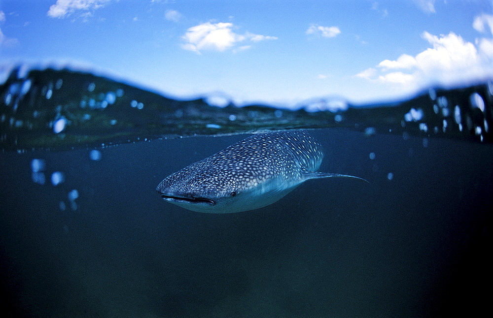 Whale shark, Rhincodon thypus, Djibouti, Djibuti, Africa, Afar Triangle, Gulf of Aden, Gulf of Tadjourah