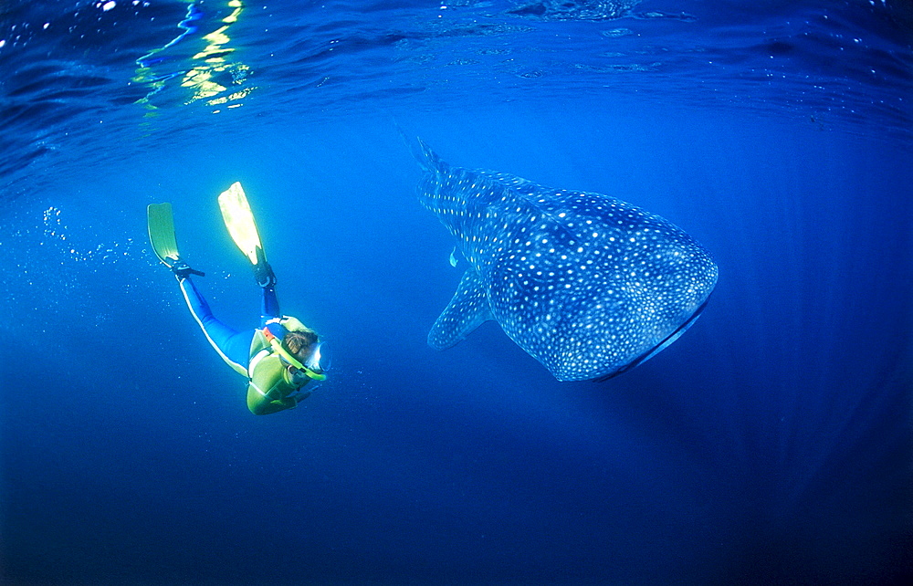 Female snorkeler swims with Whale shark, Rhincodon thypus, Djibouti, Djibuti, Africa, Afar Triangle, Gulf of Aden, Gulf of Tadjourah