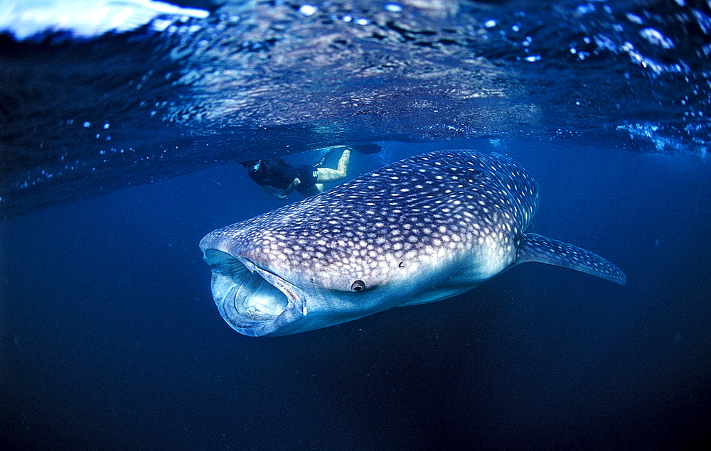 Female snorkeler swims with Whale shark, Rhincodon thypus, Djibouti, Djibuti, Africa, Afar Triangle, Gulf of Aden, Gulf of Tadjourah