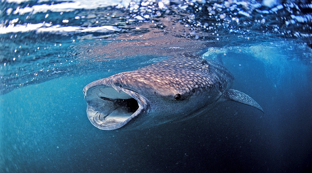 Eating Whale shark, Rhincodon thypus, Djibouti, Djibuti, Africa, Afar Triangle, Gulf of Aden, Gulf of Tadjourah