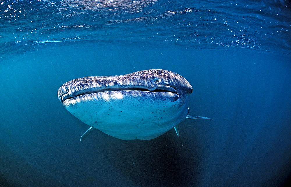 Whale shark, Rhincodon thypus, Djibouti, Djibuti, Africa, Afar Triangle, Gulf of Aden, Gulf of Tadjourah