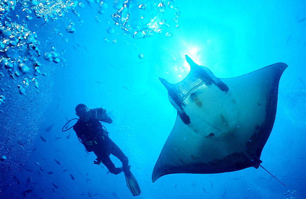 Sicklefin devilray and Scuba Diver, Mobula tarapacana, Costa Rica, Cocos Island, South america, Latin america