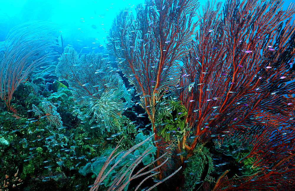 Coral Reef with Gorgonian Fan, Gorgonacea, Papua New Guinea, Pacific ocean