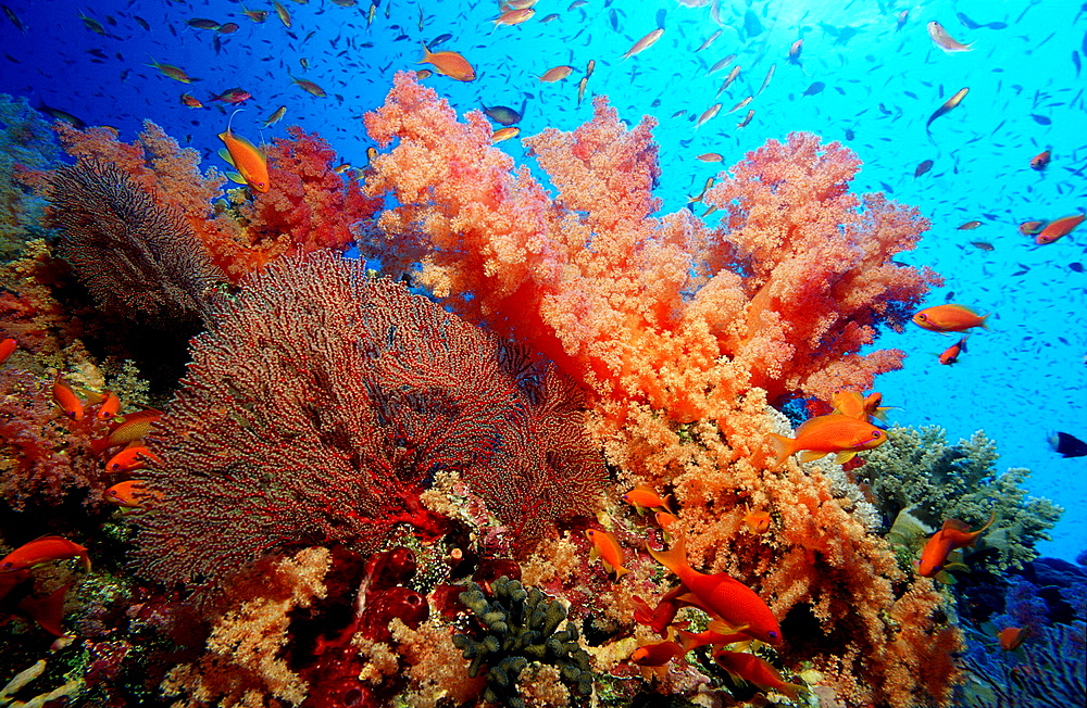 Coral Reef with Hard Corals and Soft Corals, Gorgonacea, Papua New Guinea, Pacific ocean