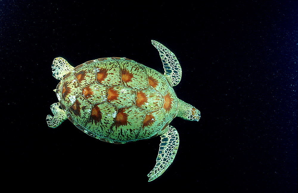 Green sea turtle, green turtle, Chelonia mydas, Malaysia, Pazifik, Pacific ocean, Borneo, Sipadan
