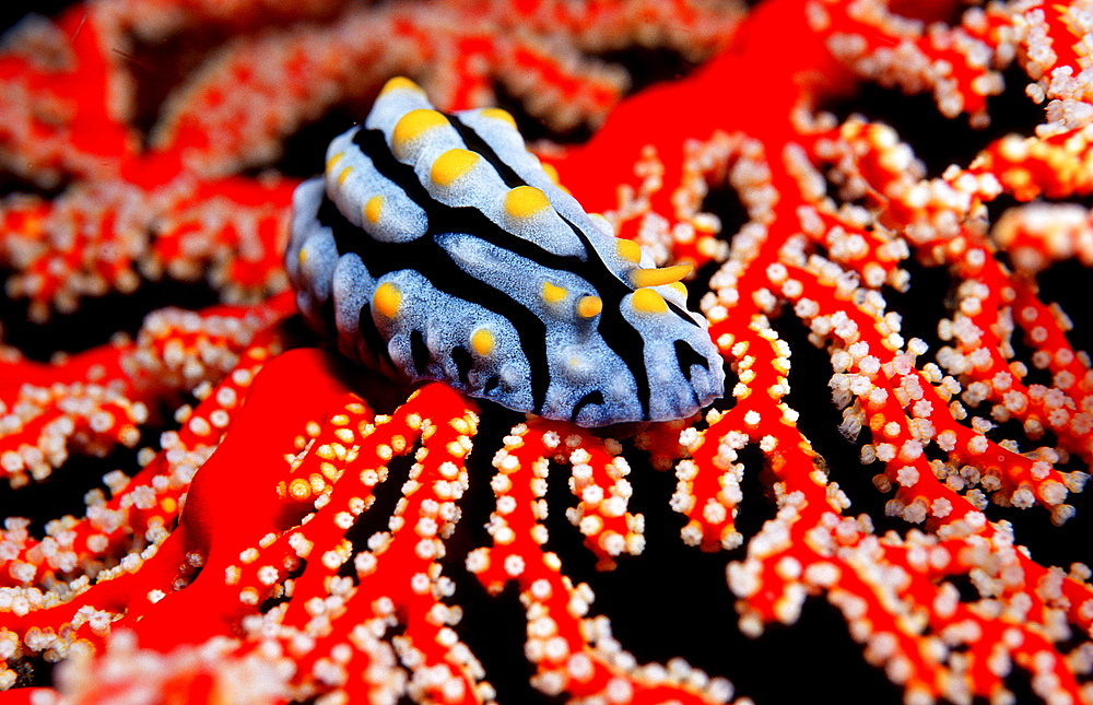 Colorful nudibranch, Phyllidia varicosa, Indonesia, Indian Ocean, Komodo National Park