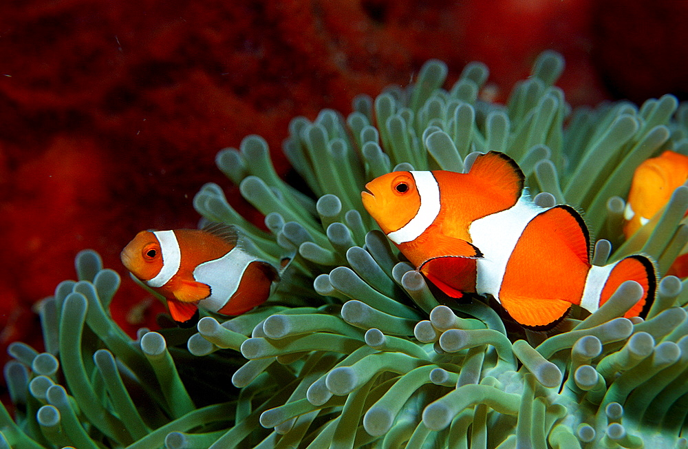 Clown anemonefish, Clownfish, Amphiprion ocellaris, Malaysia, Borneo, Sipadan, Pacific ocean, Celebes Sea