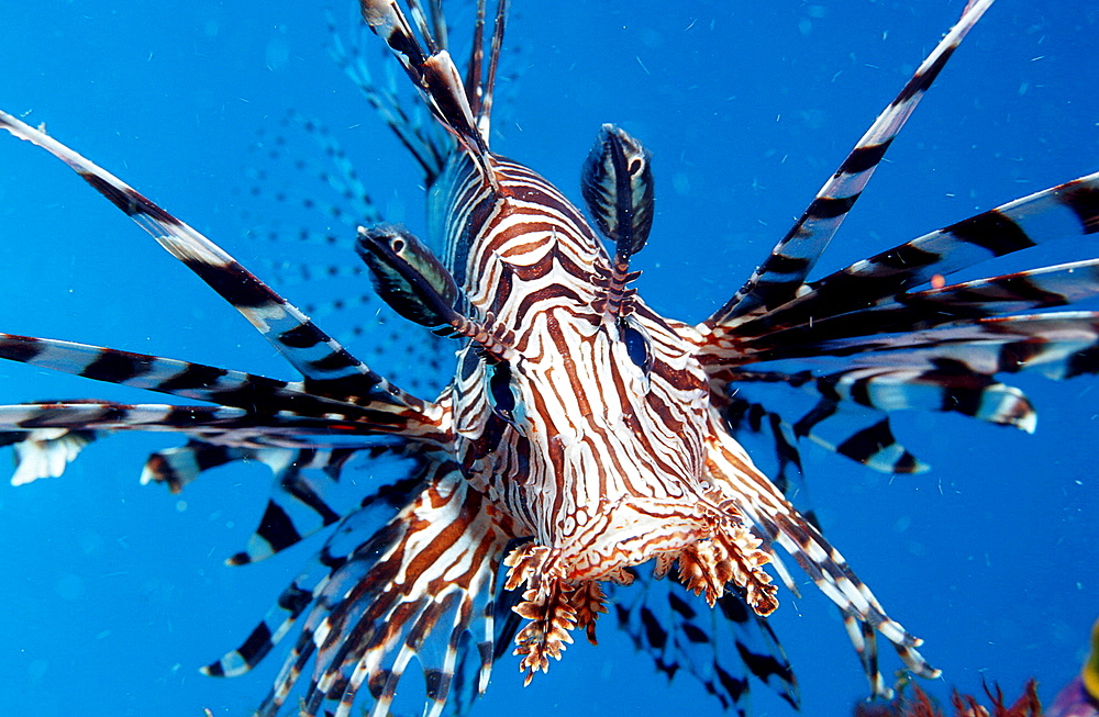 lionfish, turkeyfish, Pterois volitans, Indonesia, Indian Ocean, Komodo National Park