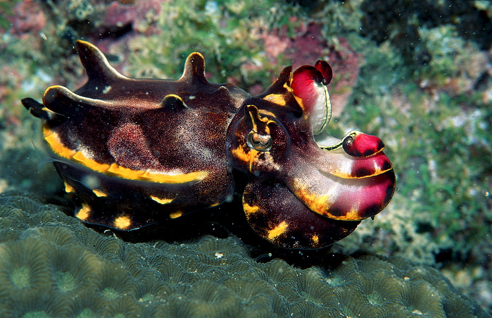 Cuttlefish, Metasepia pfefferi, Malaysia, Pazifik, Pacific ocean, Borneo, Mabul