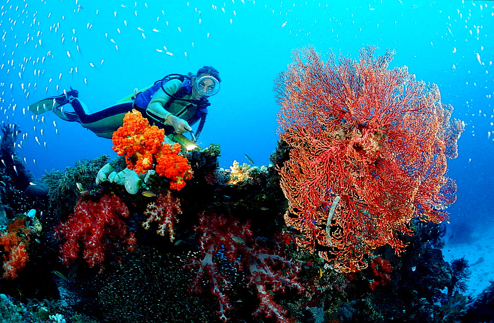 Scuba diver and coral reef, Indonesia, Indian Ocean, Komodo National Park