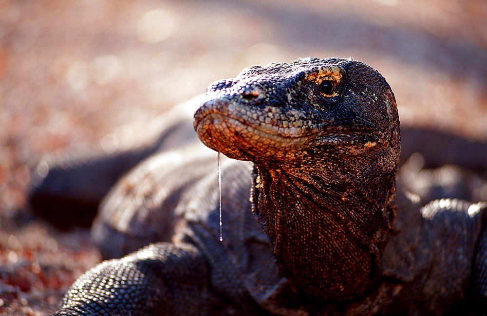 Komodo dragon in natural environment, Varanus komodoensis, Indonesia, Indian Ocean, Komodo National Park