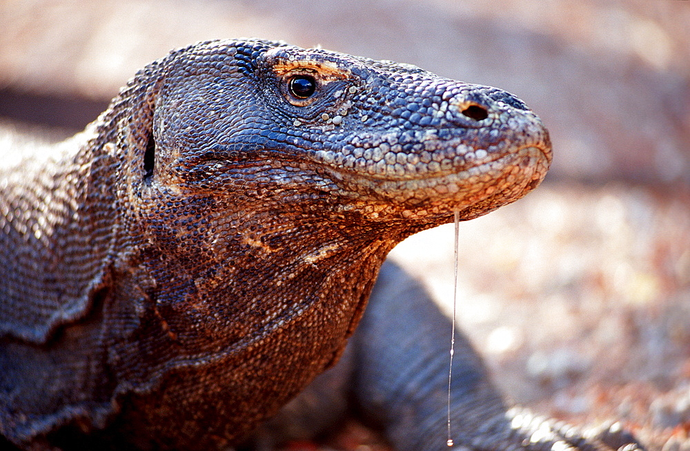 Komodo dragon in natural environment, Varanus komodoensis, Indonesia, Indian Ocean, Komodo National Park