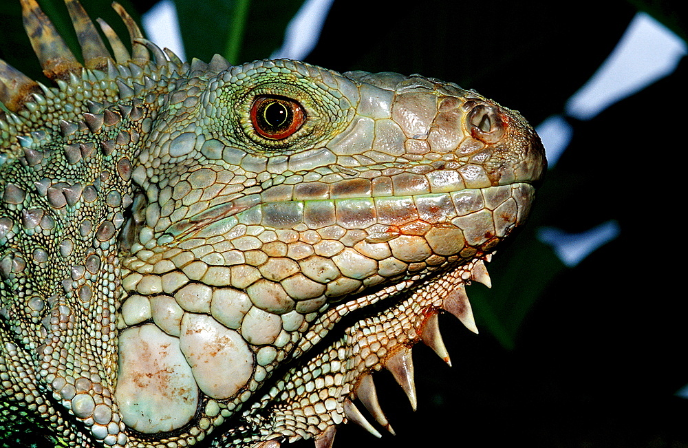 Green leguan, green iguana, Iguana iguana, Costa Rica,