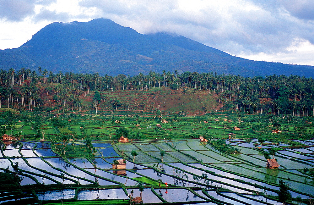 rice field, aerial view, Indonesia, Indian Ocean, Bali