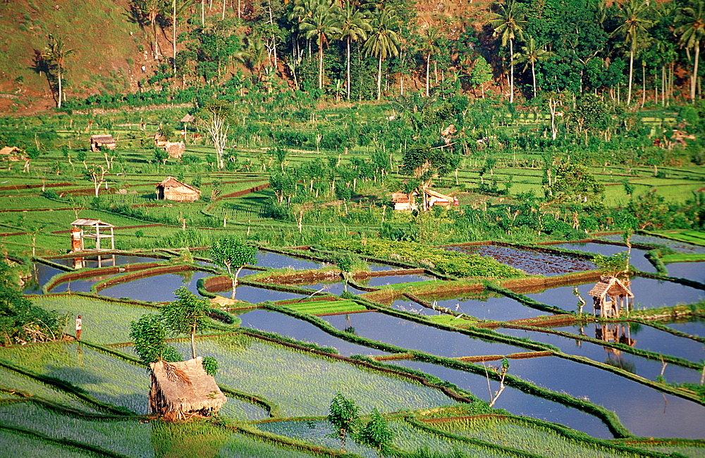 rice field, aerial view, Indonesia, Indian Ocean, Bali