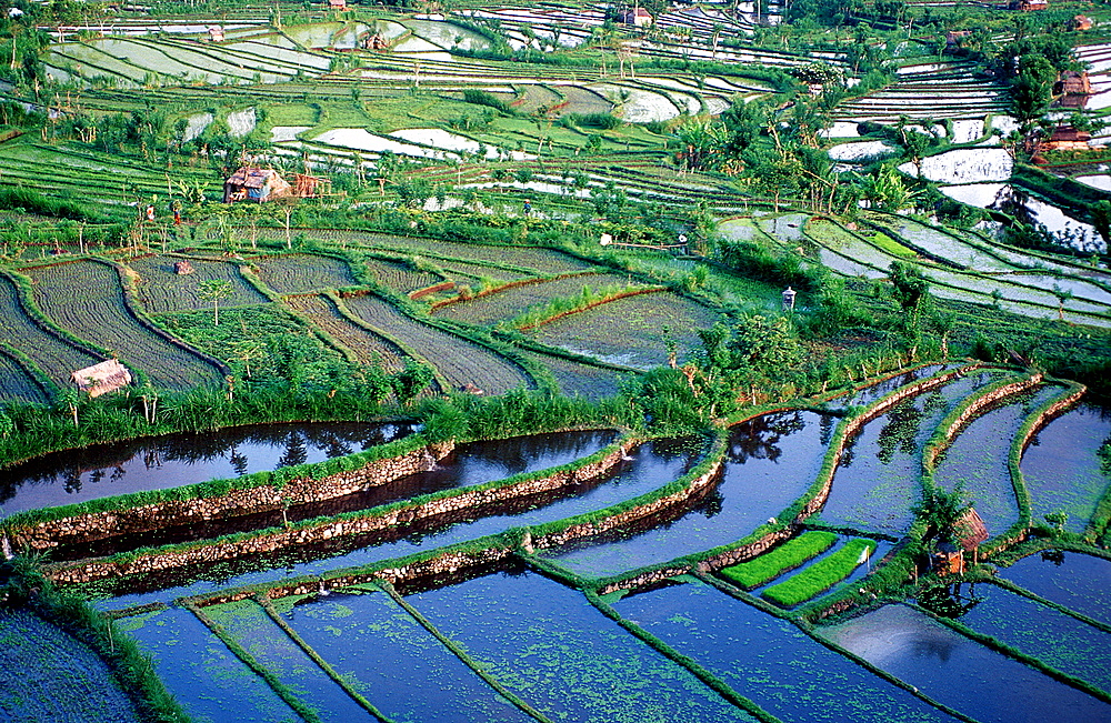 rice field, aerial view, Indonesia, Indian Ocean, Bali