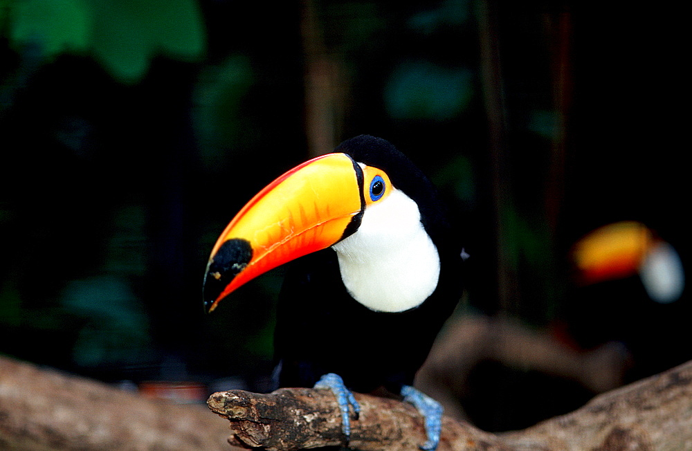 Toco Toucan, Ramphastos Toco, Brasilia, Amazone rainforest