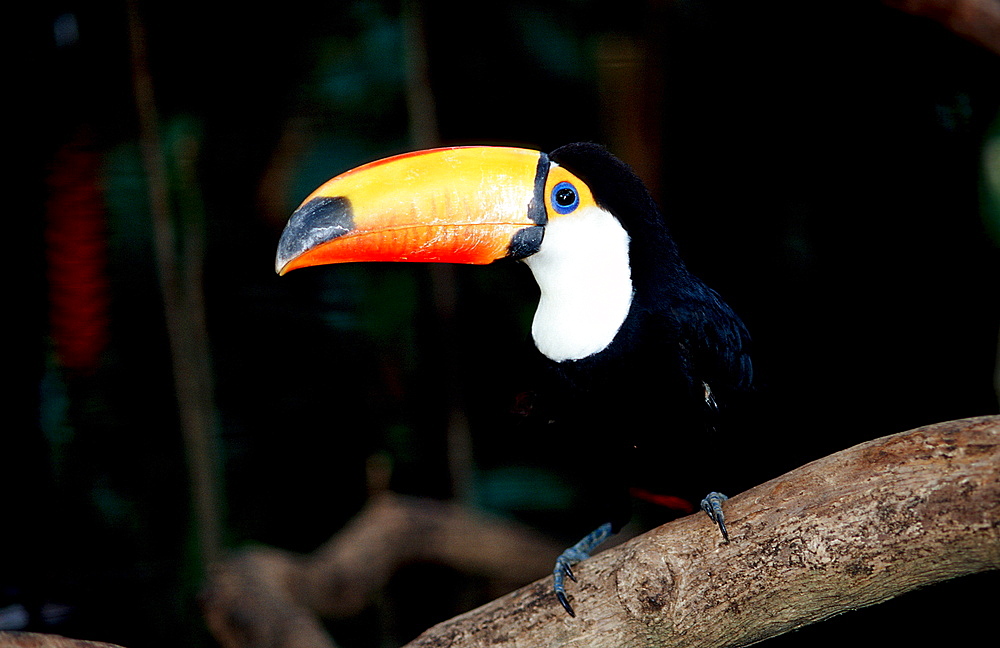 Toco Toucan, Ramphastos Toco, Brasilia, Amazone rainforest