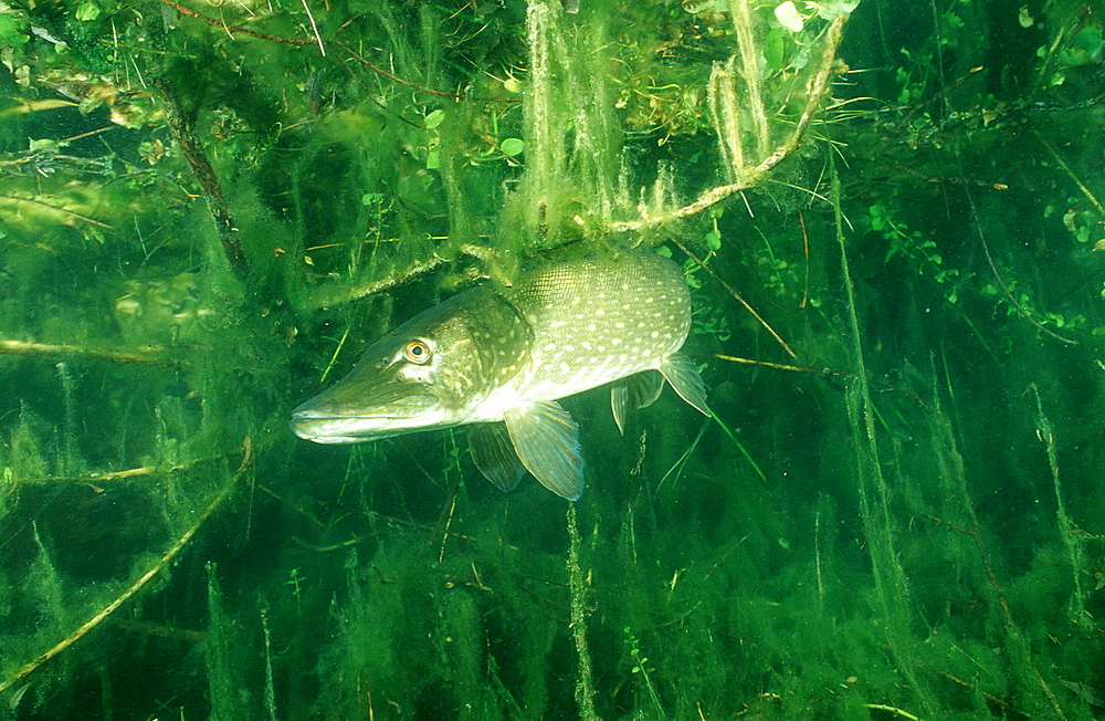 pike, Esox lucius, Germany, Bavaria