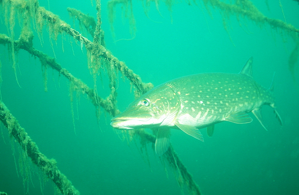 pike, Esox lucius, Germany, Bavaria