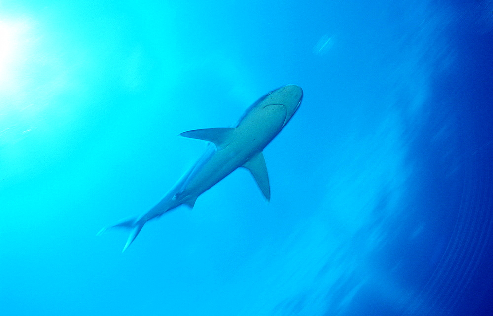 Silvertip shark, Carcharhinus albimarginatus, Papua New Guinea, Pacific ocean